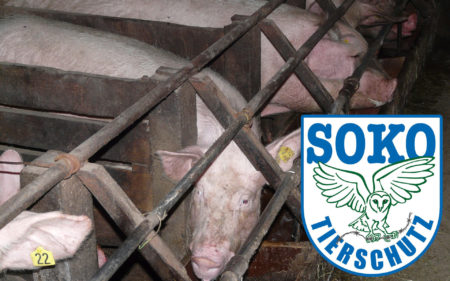 Schweine Stall Quälerei Soko Tierschutz Pixabay 11245