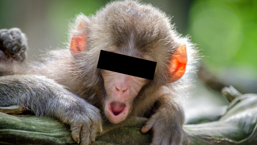 Schock Affe Petition Vegane Worte Produkte