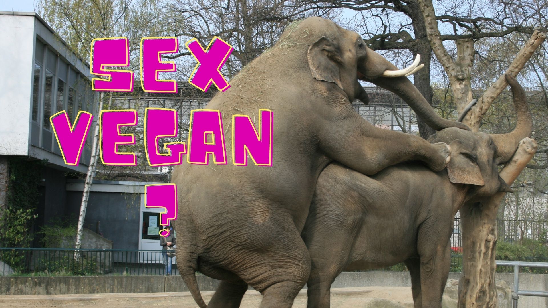 Veganer Sex Elefanten Zoo Kopulation
