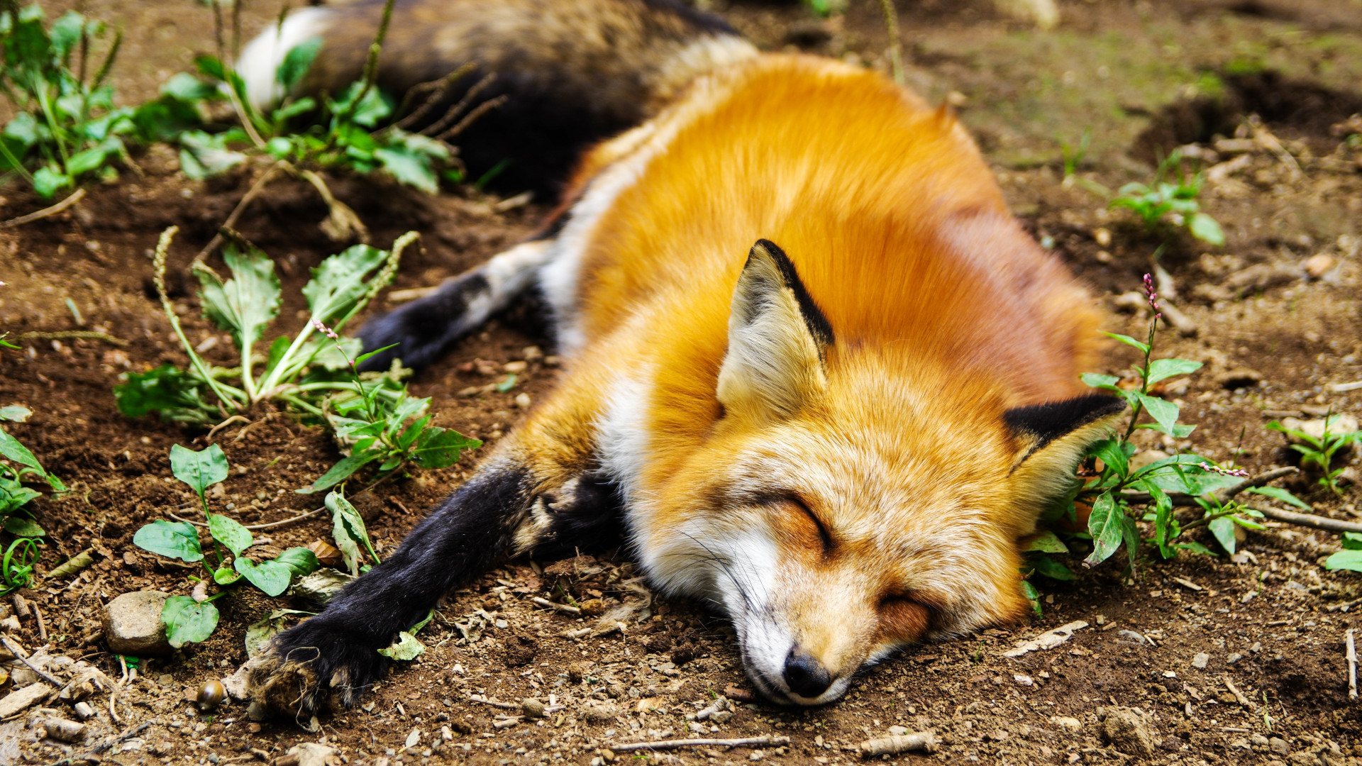 Fuchs liegt auf Boden und schläft